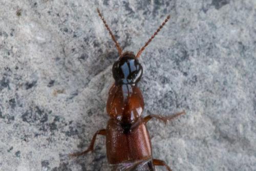 Quedius nigriceps